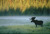 Moose (Alces alces shirasi) standing along a misty riverbank, Yellowstone National Park, Wyoming