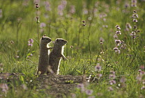 Unita Ground Squirrel (Spermophilus armatus) pair standing at burrow entrance, Yellowstone National Park, Wyoming