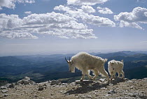 Mountain Goat (Oreamnos americanus) parent and kid, Mt Evans, Colorado