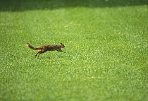 Eastern Fox Squirrel (Sciurus niger) running across grass, Denver, Colorado