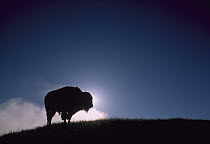 American Bison (Bison bison) silhouetted at dawn, Yellowstone National Park, Wyoming