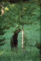 Moose (Alces alces shirasi) calf stripping bark off of a tree trunk, Yellowstone National Park, Wyoming