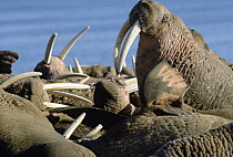 Pacific Walrus (Odobenus rosmarus divergens) colony, Siberia, Russia