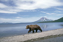 Brown Bear (Ursus arctos) at waters edge, Kamchatka, Russia