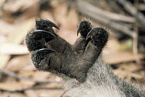 Koala (Phascolarctos cinereus) forepaw detail, Kangaroo Island, Australia
