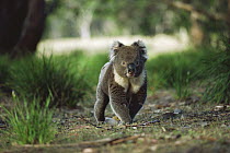Koala (Phascolarctos cinereus) male crossing the forest floor, Kangaroo Island, Australia