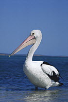 Australian Pelican (Pelecanus conspicillatus) portrait, Australia