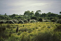 Eastern Grey Kangaroo (Macropus giganteus) sitting in field of tussock grass, Australia