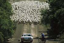 Domestic Sheep (Ovis aries) herder stops to talk in middle of the road, Kangaroo Island, Australia