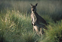 Western Grey Kangaroo (Macropus fuliginosus) standing alert among tussock grass, Kangaroo Island, Australia