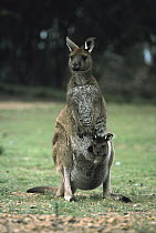 Western Grey Kangaroo (Macropus fuliginosus) female with joey in pouch, Kangaroo Island, Australia