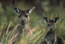 Western Grey Kangaroo (Macropus fuliginosus) pair grazing in tussock grass, Kangaroo Island, Australia