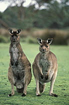 Western Grey Kangaroo (Macropus fuliginosus) pair, Kangaroo Island, Australia