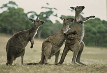 Western Grey Kangaroo (Macropus fuliginosus) group with one scratching companion, Kangaroo Island, Australia