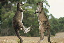 Western Grey Kangaroo (Macropus fuliginosus) pair fighting, Kangaroo Island, Australia