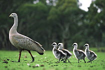 Cape Barren Goose (Cereopsis novaehollandiae) parent and goslings, Kangaroo Island, Australia