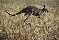 Red Kangaroo (Macropus rufus) male hopping, Sturt National Park, Australia