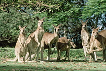 Eastern Grey Kangaroo (Macropus giganteus) group, Australia