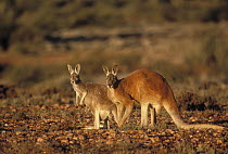 Red Kangaroo (Macropus rufus) male and female with joey in pouch, Sturt National Park, Australia