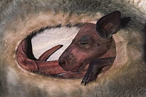 Red Kangaroo (Macropus rufus) joey inside mother's pouch, 130 days old, Australia
