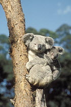 Koala (Phascolarctos cinereus) mother and young in tree, Australia