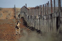 Red Kangaroo (Macropus rufus) standing beside dingo fence, Sturt National Park, Australia