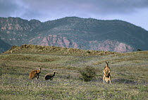 Red Kangaroo (Macropus rufus) trio standing in field, Flinders Ranges National Park, Australia