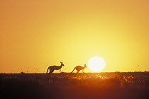 Red Kangaroo (Macropus rufus) pair silhouetted at sunset, Sturt National Park, Australia