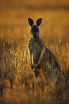 Red Kangaroo (Macropus rufus) mother with joey standing in tall grass, Sturt National Park, Australia