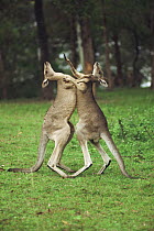 Eastern Grey Kangaroo (Macropus giganteus) males fighting, Australia