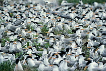 Caspian Tern (Hydroprogne caspia) nesting colony, Australia