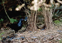 Satin Bowerbird (Ptilonorhynchus violaceus) male decorating his nest with blue items to attract a mate, Australia