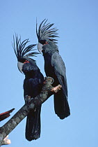 Palm Cockatoo (Probosciger aterrimus) pair perching on a branch, Australia
