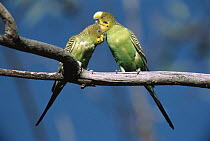Budgerigar (Melopsittacus undulatus) couple allopreening during courtship, Sturt National Park, Australia