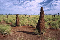 Termite mounds in the Tanami Desert, Australia
