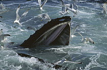 Humpback Whale (Megaptera novaeangliae) gulp feeding with Herring Gulls (Larus argentatus) waiting for leftovers, Stellwagen Bank National Marine Sanctuary, Massachusetts