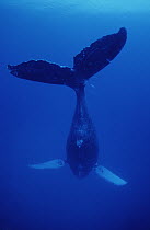 Humpback Whale (Megaptera novaeangliae) Frank, singer 1st identified March 10, 1979, Maui, Hawaii - notice must accompany publication; photo obtained under NMFS permit 987