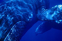 Humpback Whale (Megaptera novaeangliae) singer, Maui, Hawaii - notice must accompany publication; photo obtained under NMFS permit 987