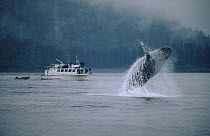 Humpback Whale (Megaptera novaeangliae) breaching near whale watching boat, Southeast Alaska