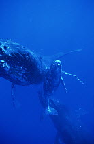 Humpback Whale (Megaptera novaeangliae) cow, calf and escort, male hopes to mate when female comes into estrus, Hawaii - notice must accompany publication; photo obtained under NMFS permit 987