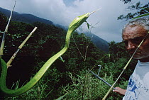Vine Snake and herpetologist Ted Papenfuss, Tam Dao National Park, Vietnam