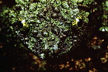 Moss Frog (Theloderma corticale) face showing texture and coloration used as camouflage, Tam Dao National Park, Vietnam