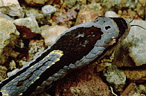 Bamboo Snake (Pseudoxenodon bambusicola) close-up of head, Tam Dao National Park, Vietnam