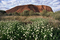 Ayers Rock with field of wildflowers, Uluru-Kata Tjuta National Park, Northern Territory, Australia