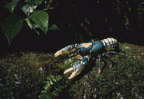 Australian Spiny Lobster (Panulirus cygnus) on a moss-covered rock, Australia