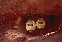 Honeypot Ant (Camponotus inflatus) repletes hanging from ceiling of larder, engorged with nectar they will regurgitate on demand to other workers, central Australia