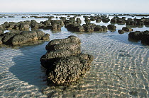 Stromatolites, the oldest life form that still exists today, Shark Bay, Australia