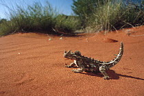 Thorny Devil (Moloch horridus) on sand, Australia