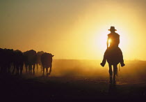 Cowboy on horseback herding cattle at sunset, Australia