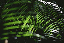 Backlit palm leave, South Australia